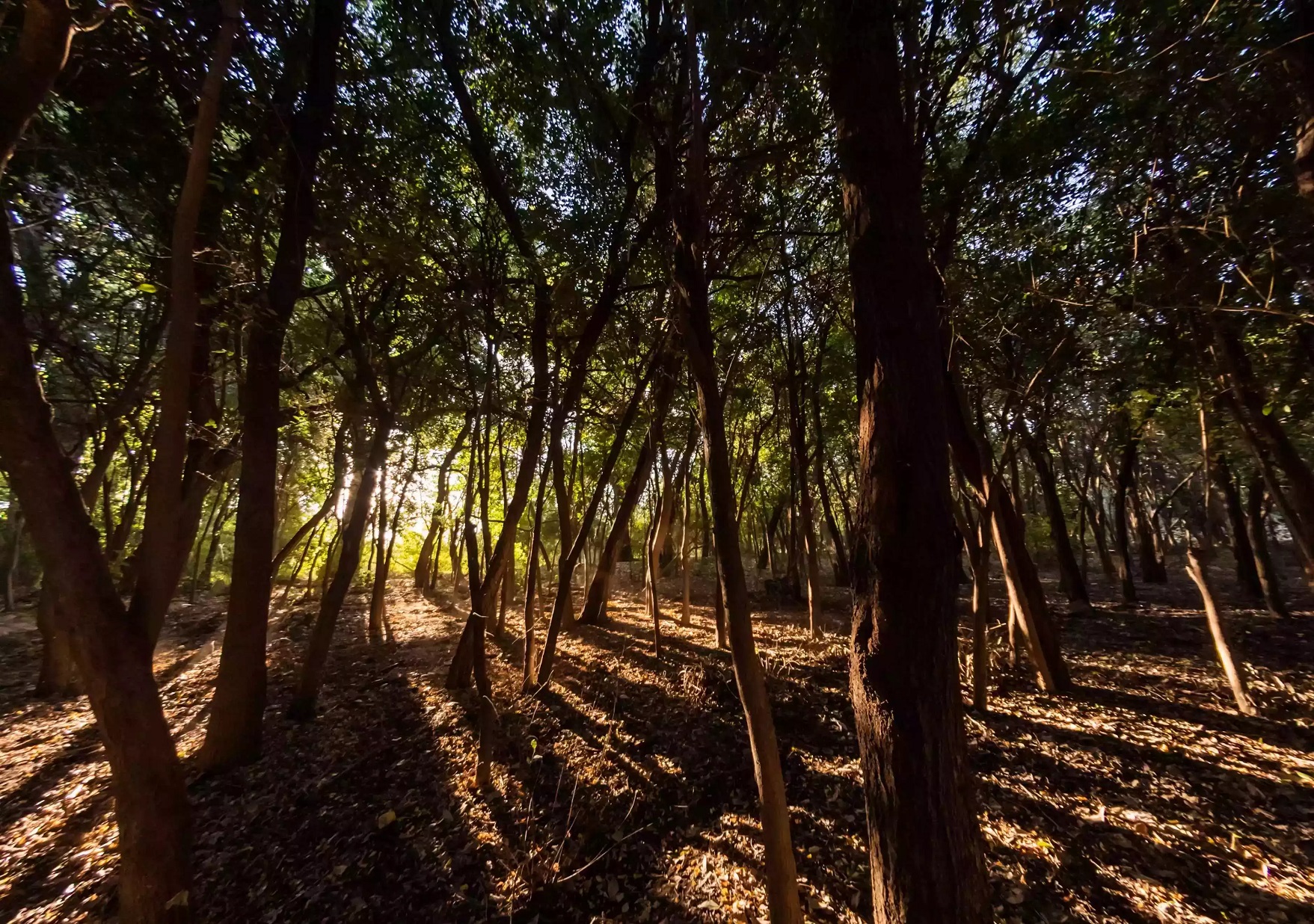 Bosque